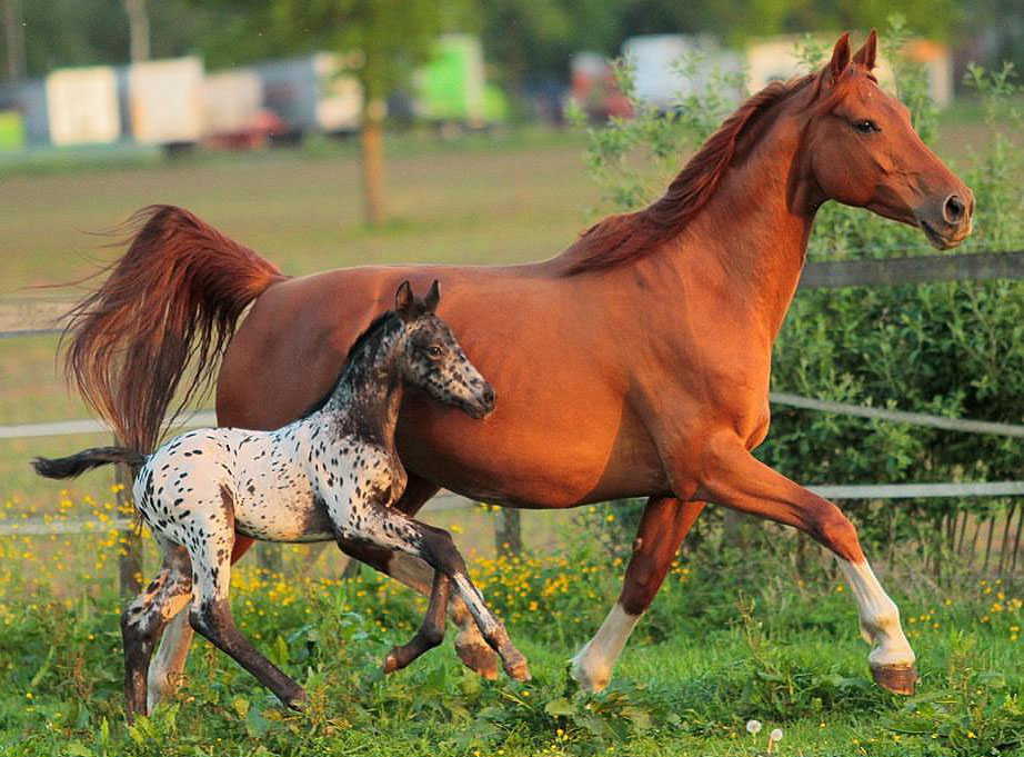 Greetje Arends-Hakvoort - Chili and Lord Maximus